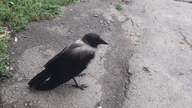 Видео каркающих ворон. Ворона каркает.