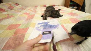 Винч - Вайн - Видео (скетчи). Домашняя сорока Винч. Часть 2