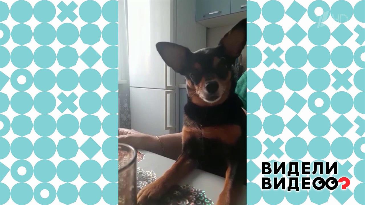Видели видео собака. Пес 5. Видели видео. Видели видео передача про животных. Видели видео.
