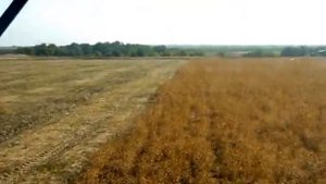 уборка софлора