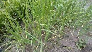 Лук Стурон посаженный с морковью на одной грядке и раздельно, результат видно, как лучше садить лук