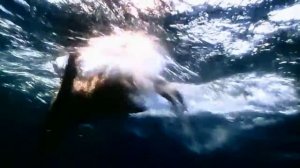 Охота акул на морских котиков