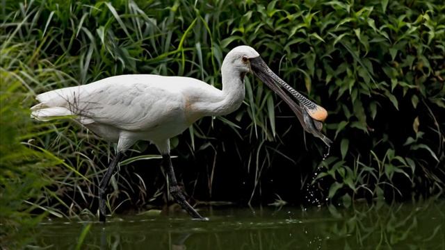 Виртуальная познавательная выставка "Жить в согласии с природой" смотреть онлайн