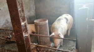 Купил хряка породы ПЕТРЕН