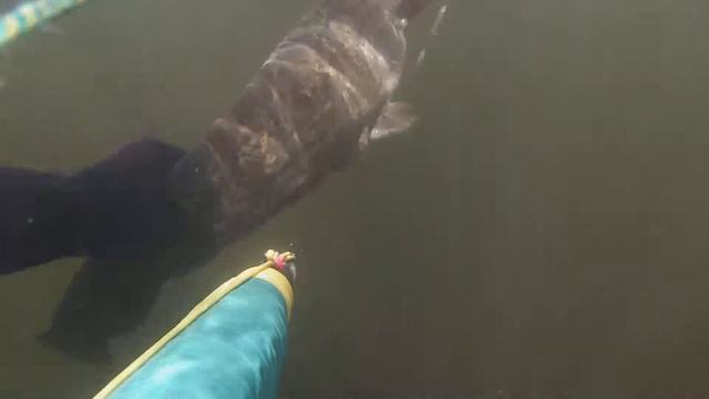 Сомик гор.капчения был ну вкусный!!! смотреть онлайн