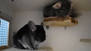 Питание шиншиллы. Прикорм и лакомства в рационе.