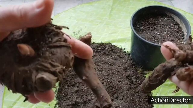 Выкапываю Аморфофаллусы-Amorphophallus konjac.Что в Горшках?? смотреть онлайн