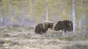 7 самых опасных животных России!