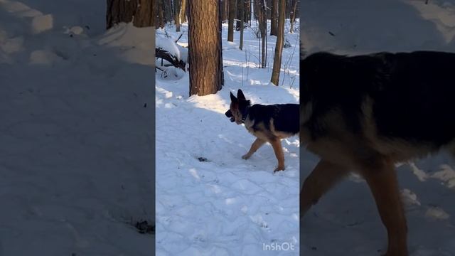 Голден и немецкая овчарка