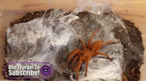 Halloween Species Showcase, Orphnaecus philippinus