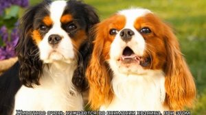 Карликовый спаниель (мини кокер): описание породы