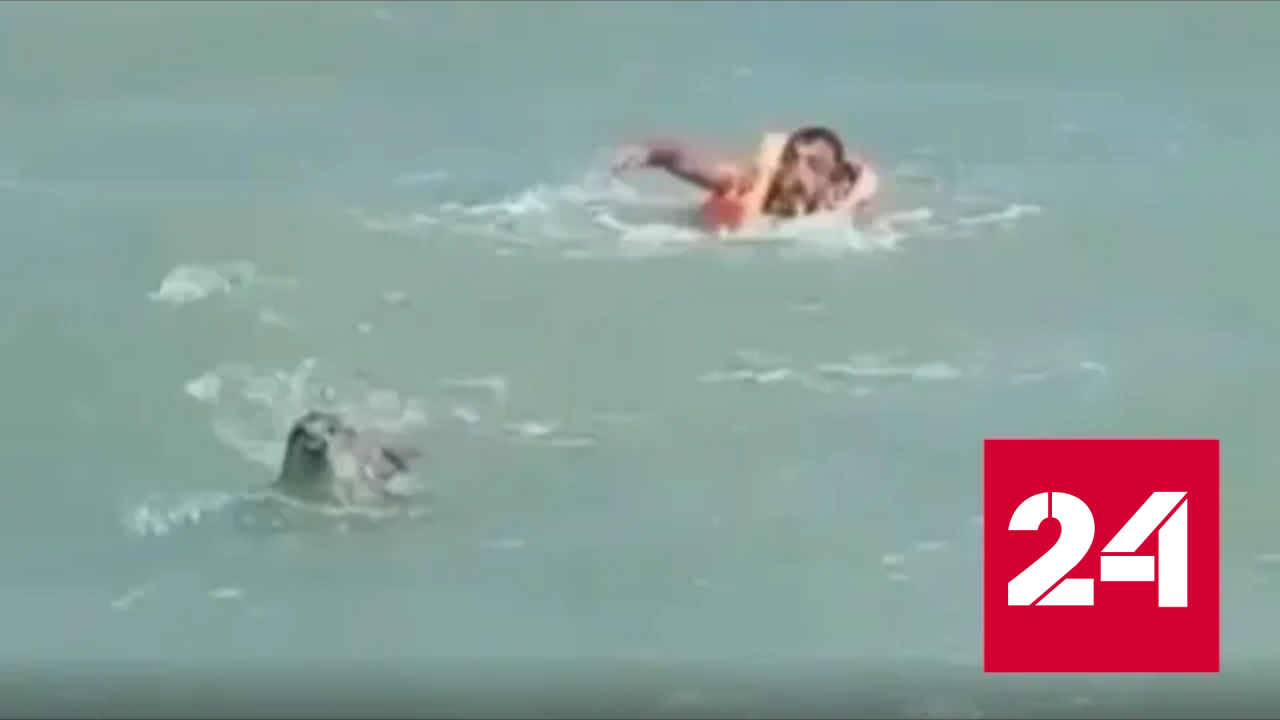 Нападение агрессивного тюленя на купающегося мужчину сняли на видео - Россия 24