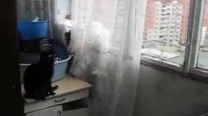 Кошка охотится на осу