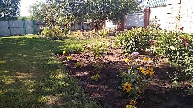 Розы после пересадки .Чем полить чтобы быстрее прижились. смотреть онлайн