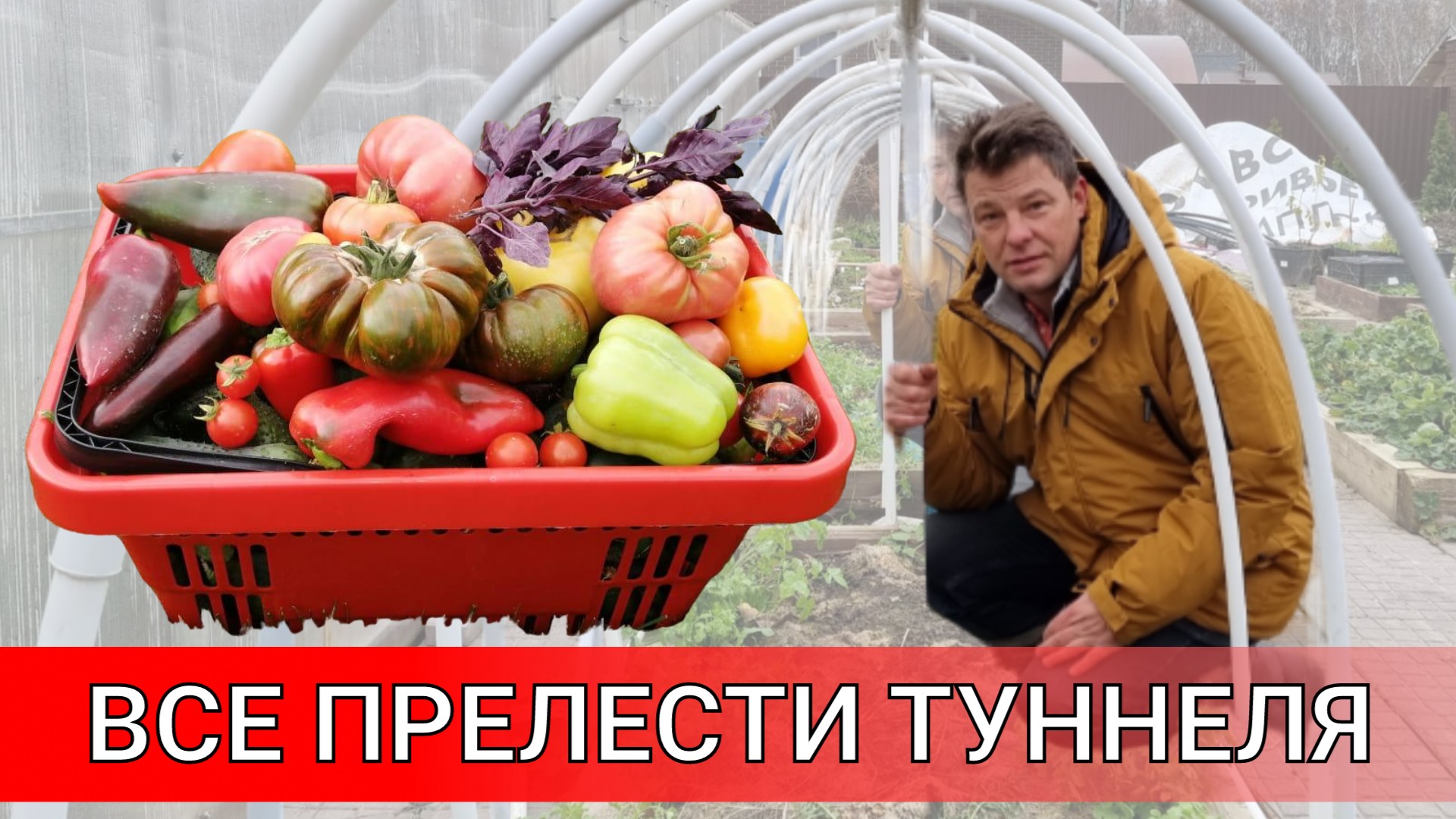 идеальный туннель для выращивания перца все равно имеет минус или обзор моих минитеплиц