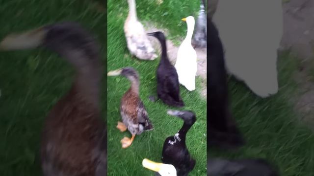 Забавные животные - чем кормить уток в пруду, очень смешное видео! смотреть онлайн