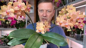 пышное цветение орхидеи и процесс ухода за орхидеей