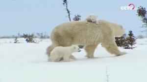 Будни семейства белых медведей