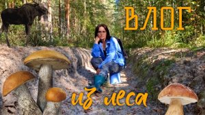 Влог из леса. Отвечаю подписчикам