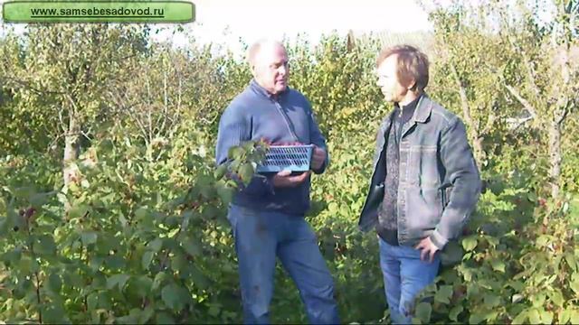 Ремонтантная малина Поляна (часть 1) смотреть онлайн