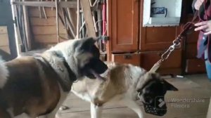 AKITOMANIA. Вязка. #акитомания #акита #dog #собака #americanakita #akita