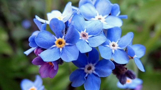 Магия цветов: Незабудка. Магические свойства и история происхождения цветка смотреть онлайн