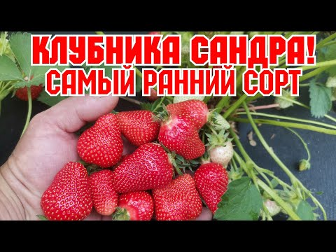 Созревание самого раннего сорта клубники! смотреть онлайн