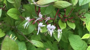 Chèvrefeuille de Chine  'Lonicera japonica Chinensis'  Un parfum venu d'ailleurs