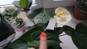 Антуриум. Результат посадки в мох Ваниллы. Что стало с корнями. Ливиум и его отростки.