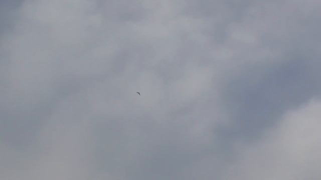 Бакинские голуби! Махнул не глядя! смотреть онлайн