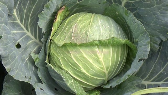 Любимый Мегатон. Видео ПЛ. смотреть онлайн