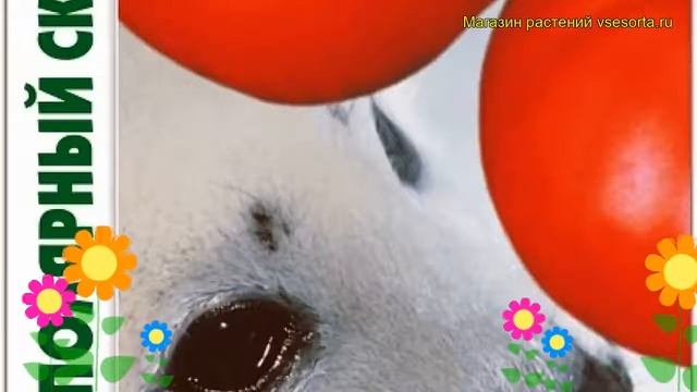 Томат Полярный скороспелый. Краткий обзор, описание solanum lycopersicum Poliarnyj skorospelyj