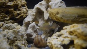 Кормление артемией малька и взрослой рыбы #african #cichlids