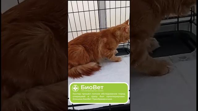 Каспер прошёл полное обследование перед операцией и сразу был прооперирован.