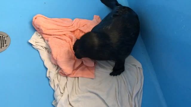 Балтийская нерпа играет с полотенцем смотреть онлайн