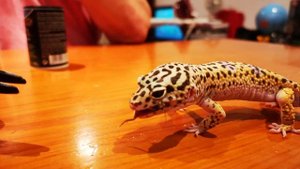 Кормление эублефара размороженными сверчками