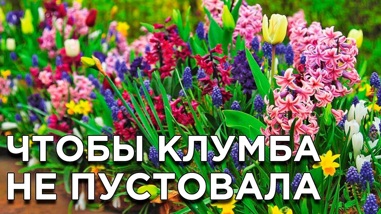 Что посадить рядом с первоцветами смотреть онлайн