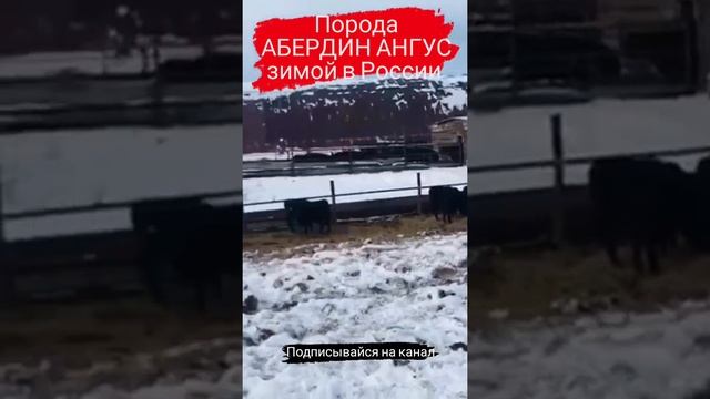 Абердин Ангус зимой бычки и телки. Продажа породы Абердин Ангус ...