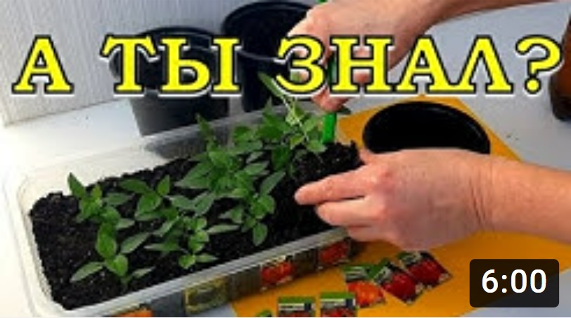 Рассада перца мелколистная. Подставка для освещения рассады. Пикировка перцев в марте. Пикировка перцев в апреле. Пикирование рассады что это.