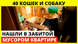 В московской квартире, полной мусора, нашли более 40 кошек и собаку