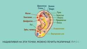Что Уши Могут Рассказать о Вас