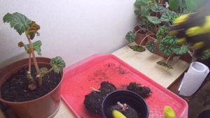 Как зимуют клубневые бегонии.