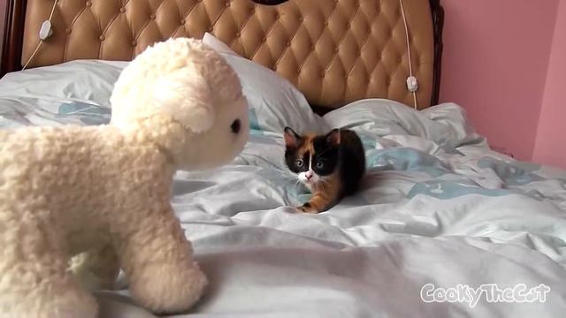 Кот крадётся смотреть онлайн