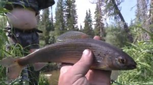 106 Серия Поймал Рыбу Хариус на Рыбной Яме, Удочка Поплавок Тайга Заторы Реки Сибирь, слова о Рыбе