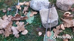 Как и чем укрыть  крупнолистную гортензию  на зиму.