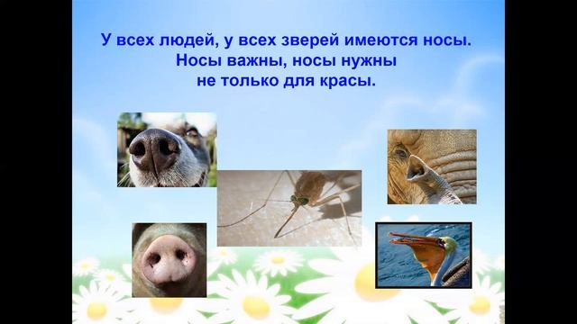 Урок в 1 классе по теме «Нос» "Видеоурок" смотреть онлайн