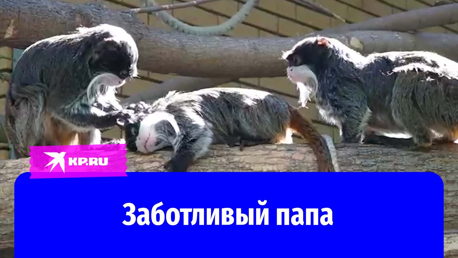 Императорский тамарин: заботливый папа воспитал десять детей