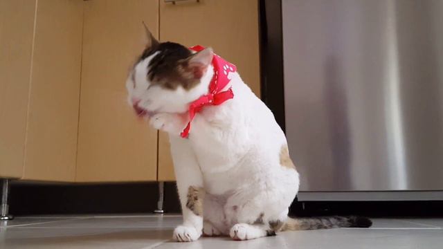 Кошки  милые создания  #shortvideo #кошки #котикиправятмиром