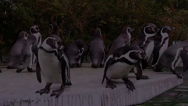 Кёльнский ЗООПАРК. смотреть онлайн