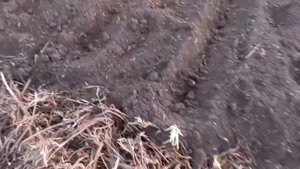 ПОСАДКА ЧЕСНОКА И РАКОМБОЛЯ В 2023Г. ОГОРОД НА КУБАНИ.